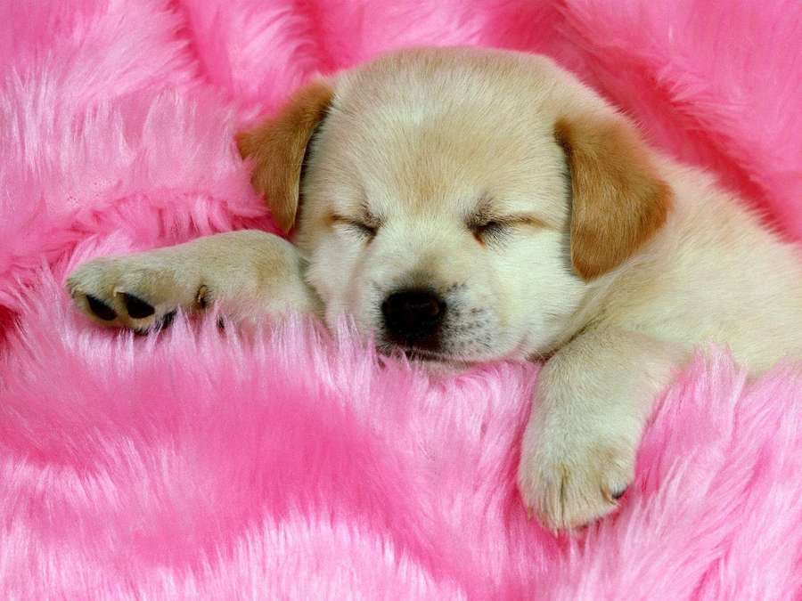 A sleeping yellow puppy on a pink fluffy blanket — Sleeping Dog Wallpaper