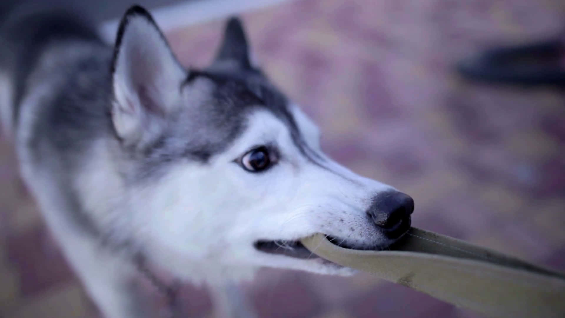 En husky-hund som holder et bånd i munnen utendørs. — Tøfler Bakgrunner