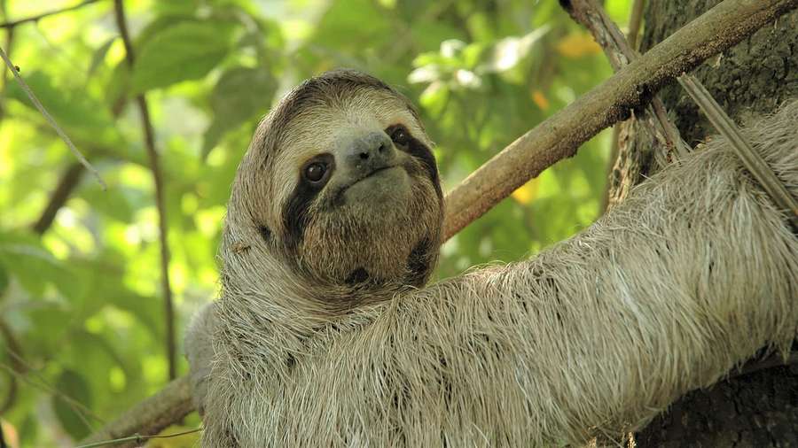 A sloth clinging to a tree branch in a dense green forest. — Sloth Background