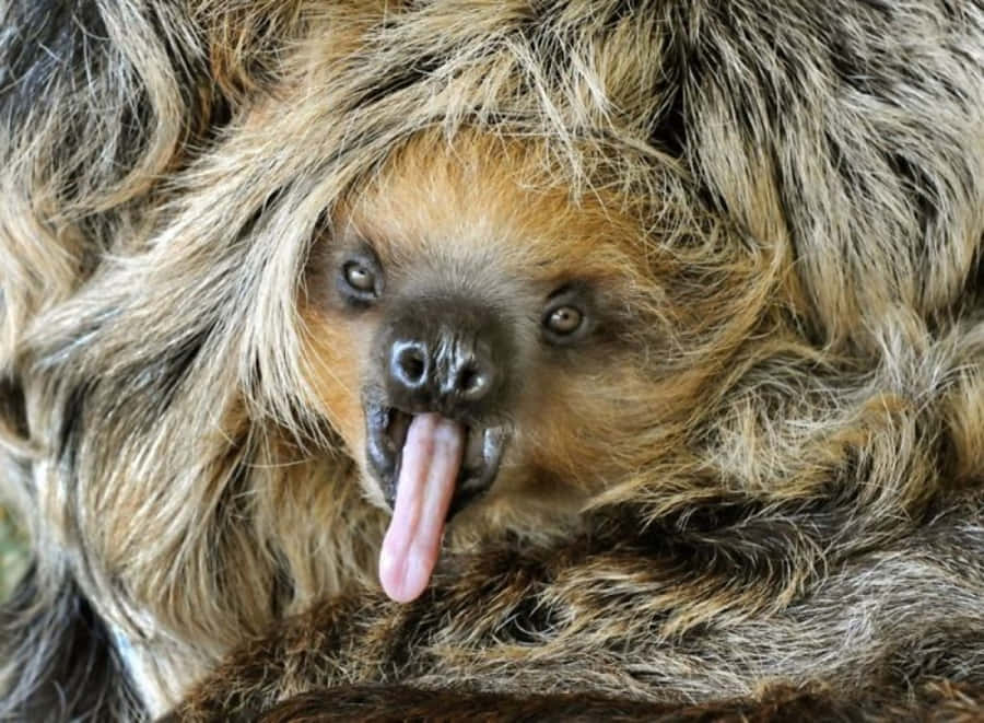 Sloth Bilder