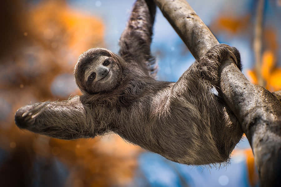 Sloth Pictures Wallpaper