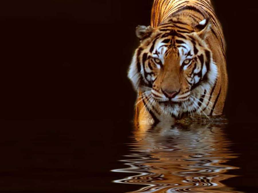 En tiger står i mørkt vand med sin refleksion, der krusler på overfladen. — Smukkeste Dyr Wallpapers