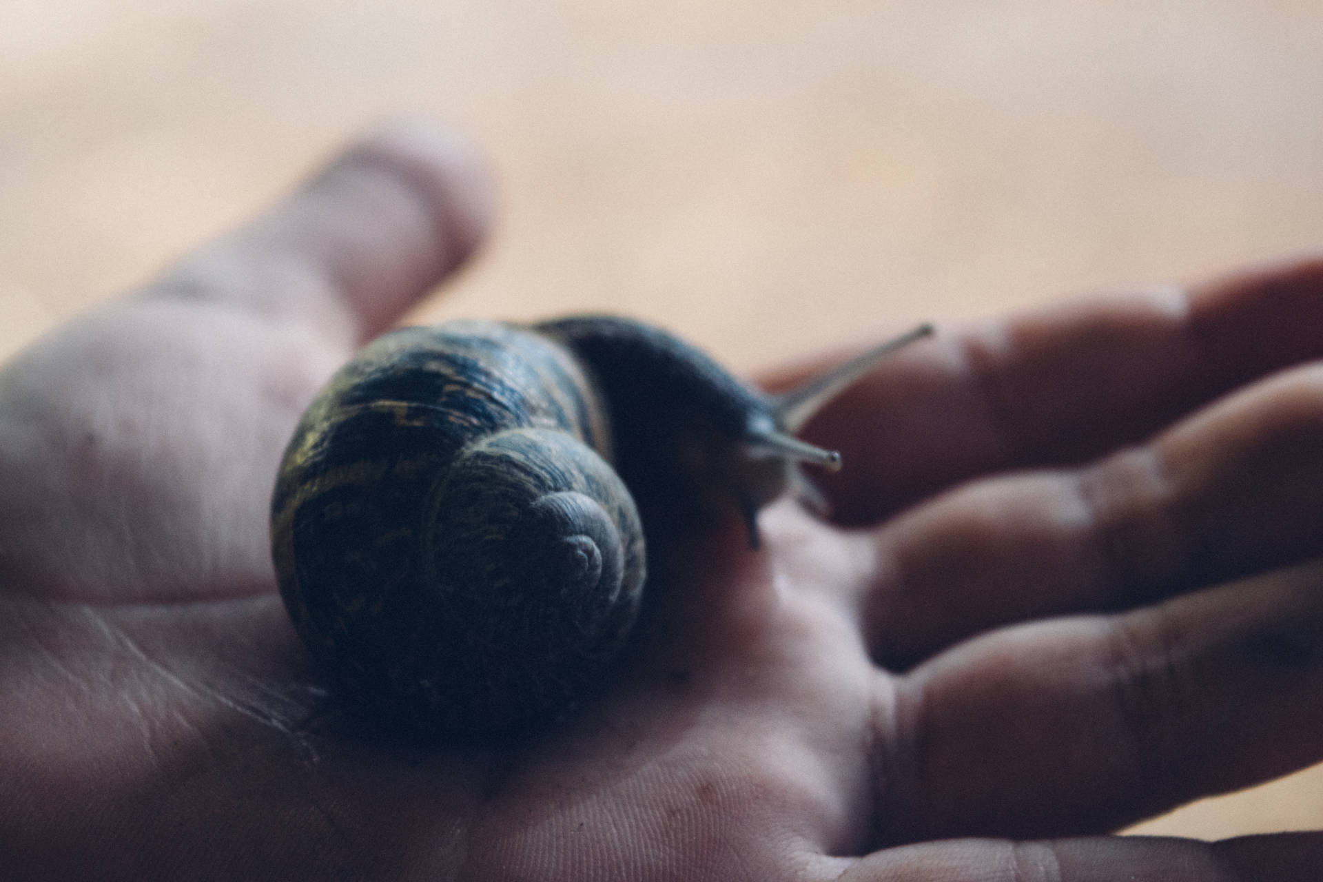 Snail Baggrunde