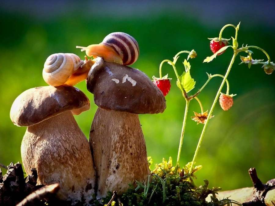 Two snails on mushrooms near strawberries in a sunlit forest scene. — Snails Wallpaper