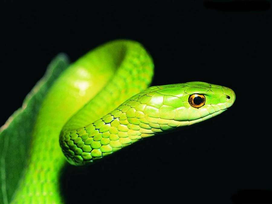A bright green snake coiled against a black background with a focused eye. — Snake Wallpaper