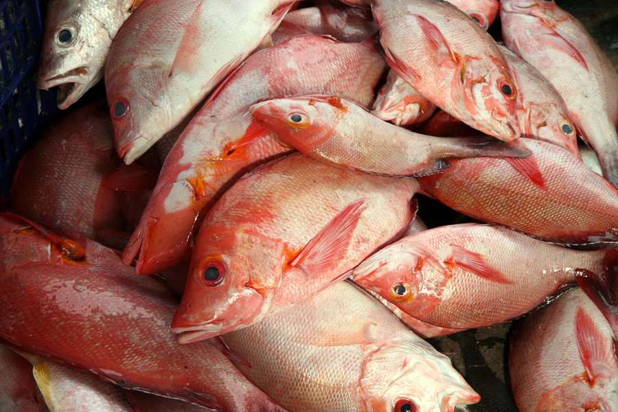 Fresh red snapper fish piled in a market basket. — Snapper Wallpaper