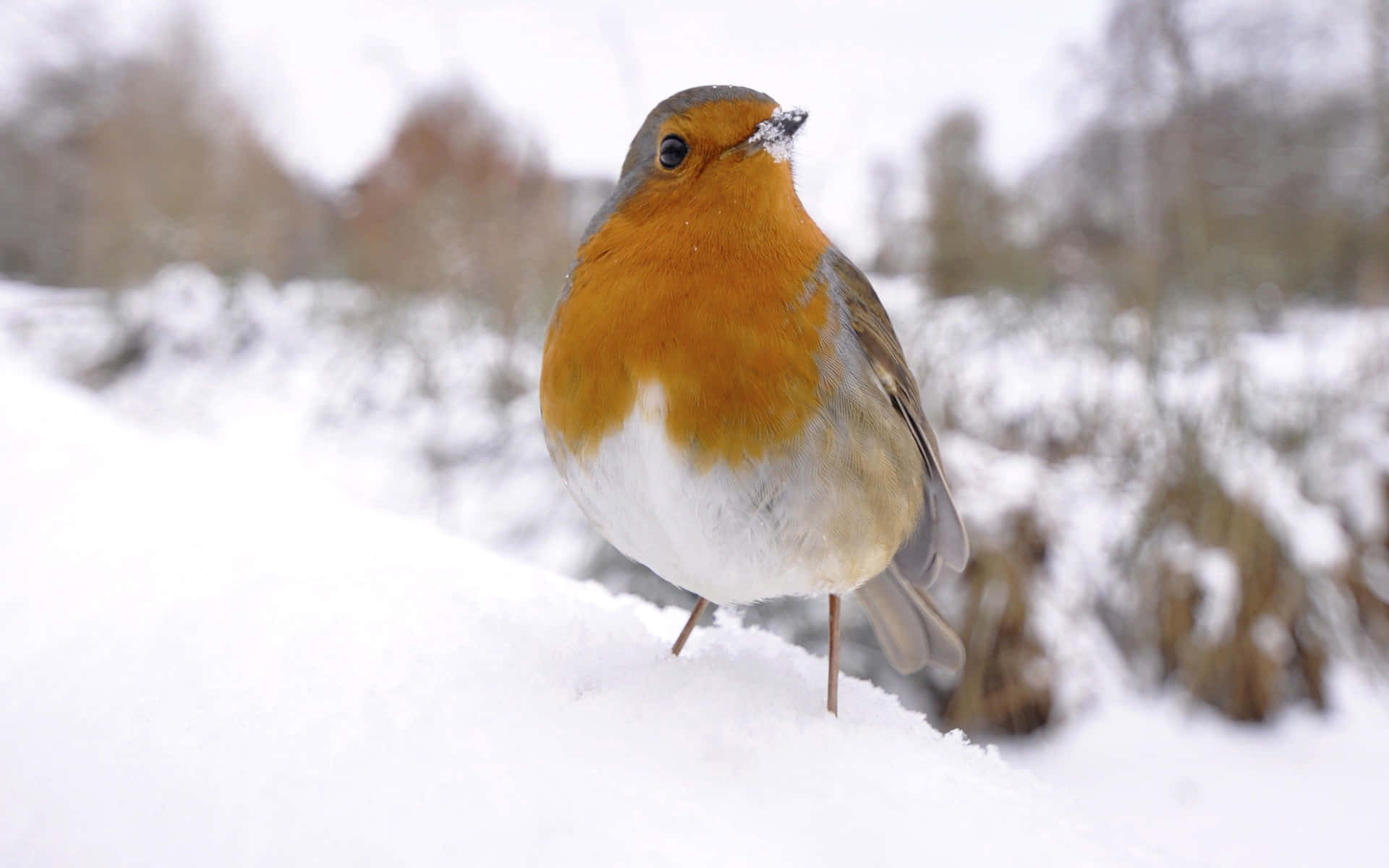 Sneeuw Vogel Achtergrond