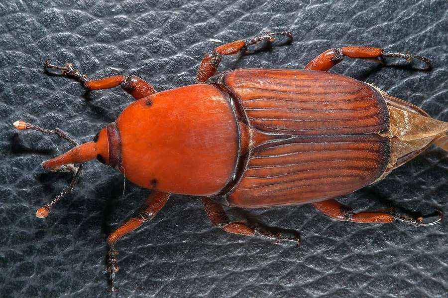 Nahaufnahme eines orangefarbenen Rüsselkäfers auf dunkler strukturierter Oberfläche. — Snout Beetle Wallpaper