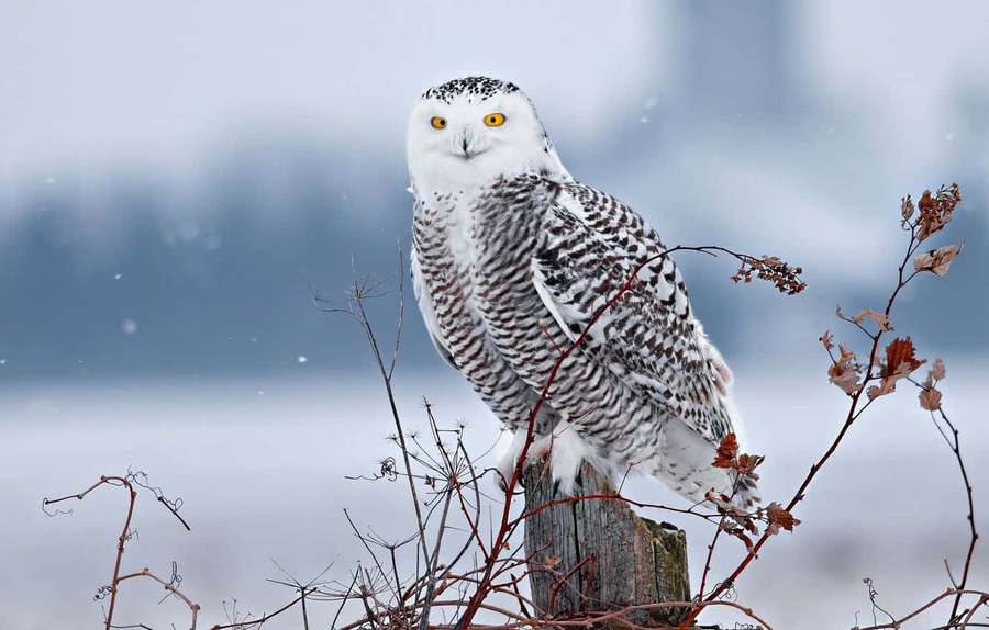 Snowy owl perched on a wooden post in a snowy winter landscape. — Snow Bird Wallpaper