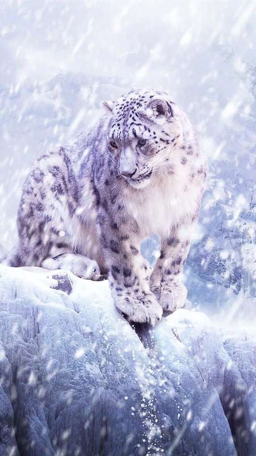 Snow leopard sitting on snowy rock during snowfall in mountain wilderness — Snow Leopard Wallpaper