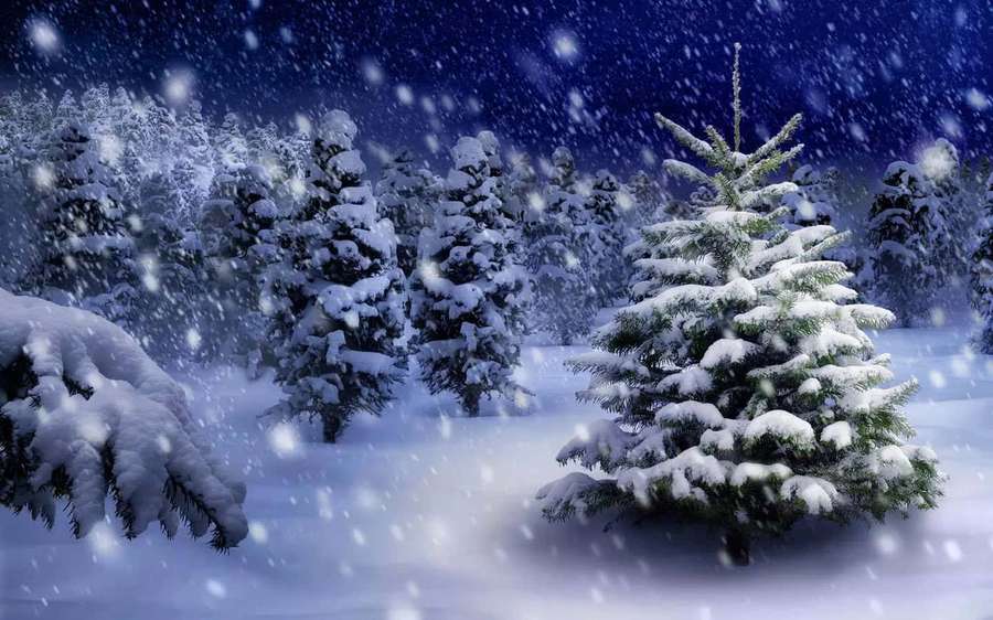 Snow-covered evergreen trees in a winter forest under a starry night sky. — Snowfall Picture
