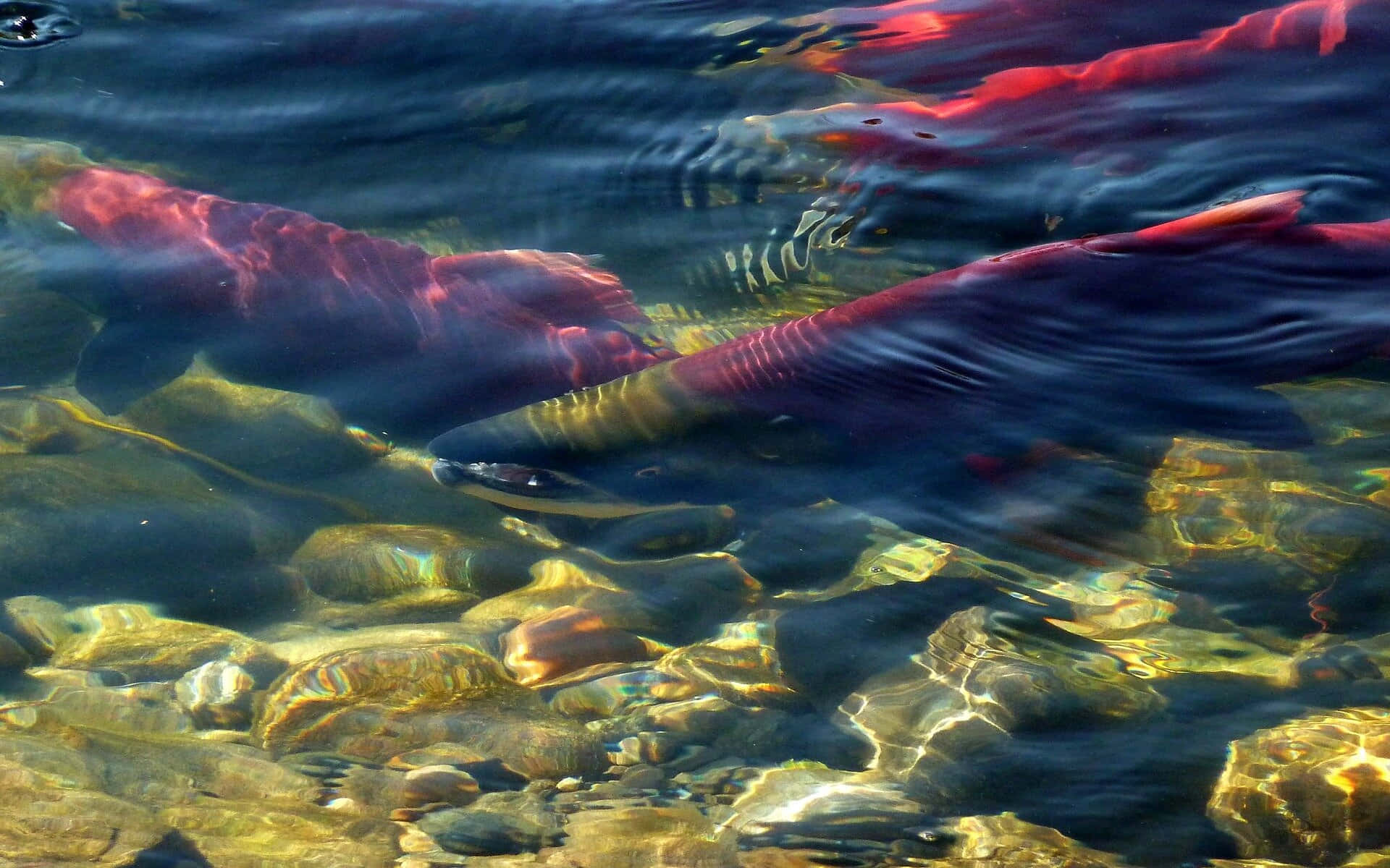 Sockeye Taustakuva