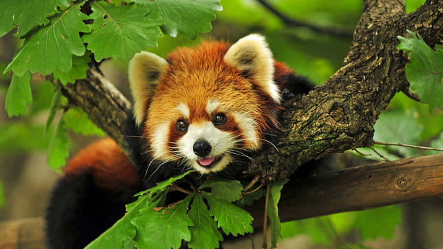 Søde Røde Panda-billeder