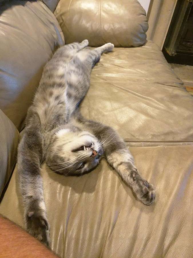 Um gato cinza malhado descansando de costas em um sofá de couro marrom. — Sofá Papéis de Parede