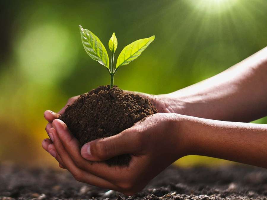 Hands gently holding a young plant growing from soil under sunlight. — Soil Picture