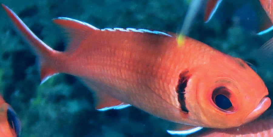 Soldierfish Fond d'écran