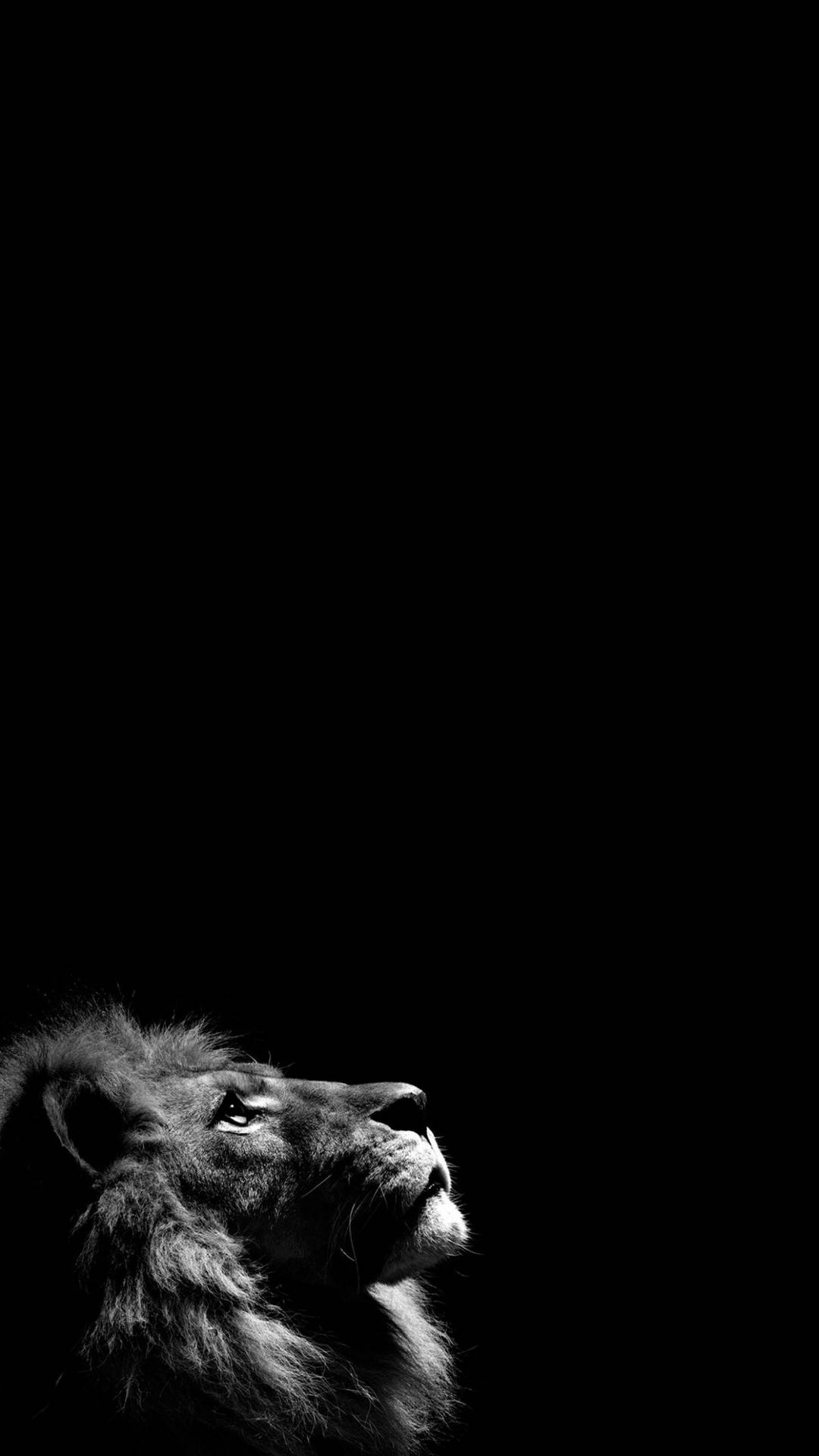 Et løvehoved i profil mod en sort baggrund, der kigger opad. — Solid Sort iPhone Wallpapers