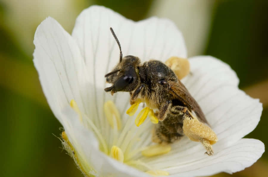 Solitaire Bij Achtergrond