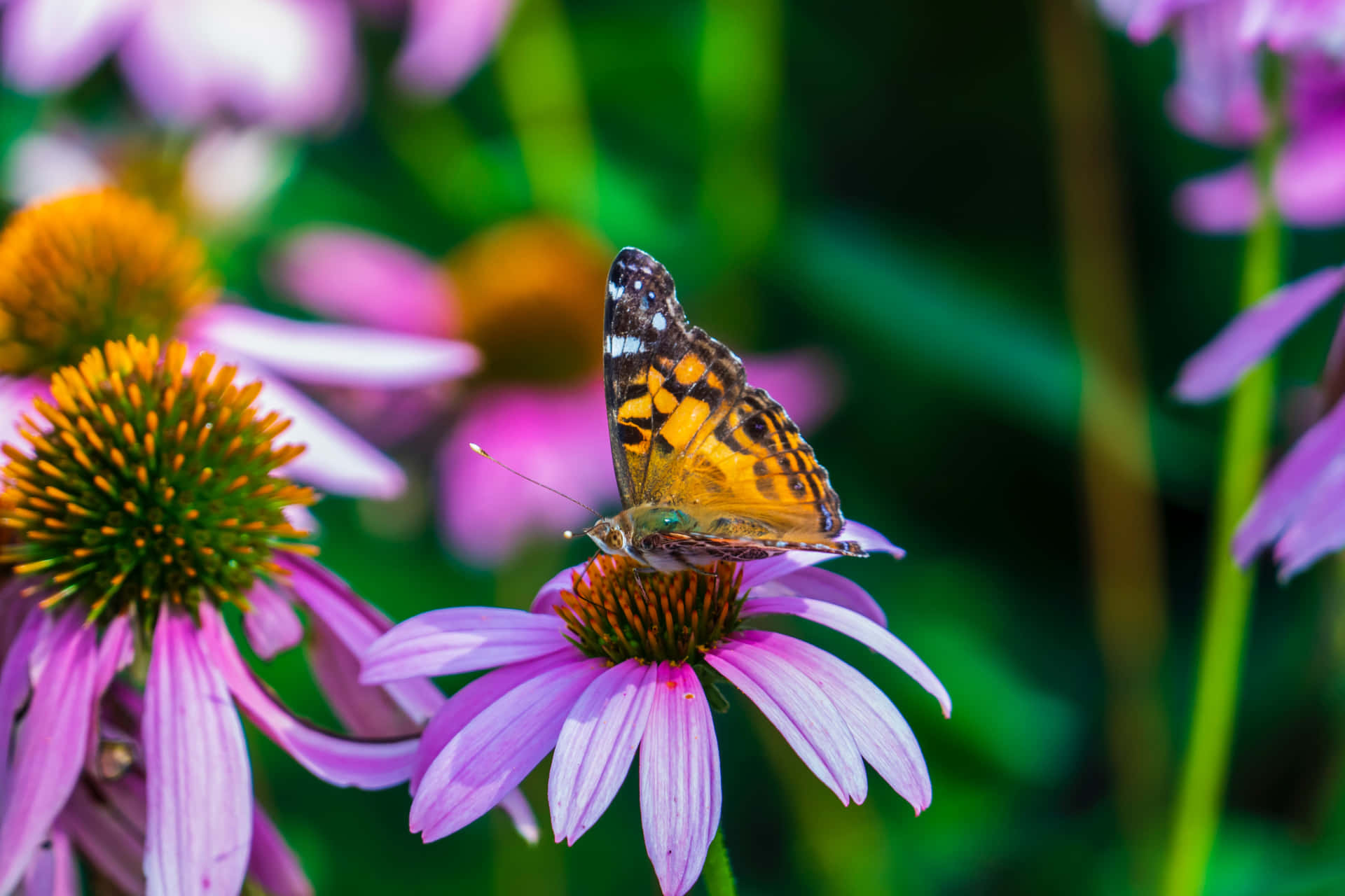 Sommerblomster Bakgrunnsbildet