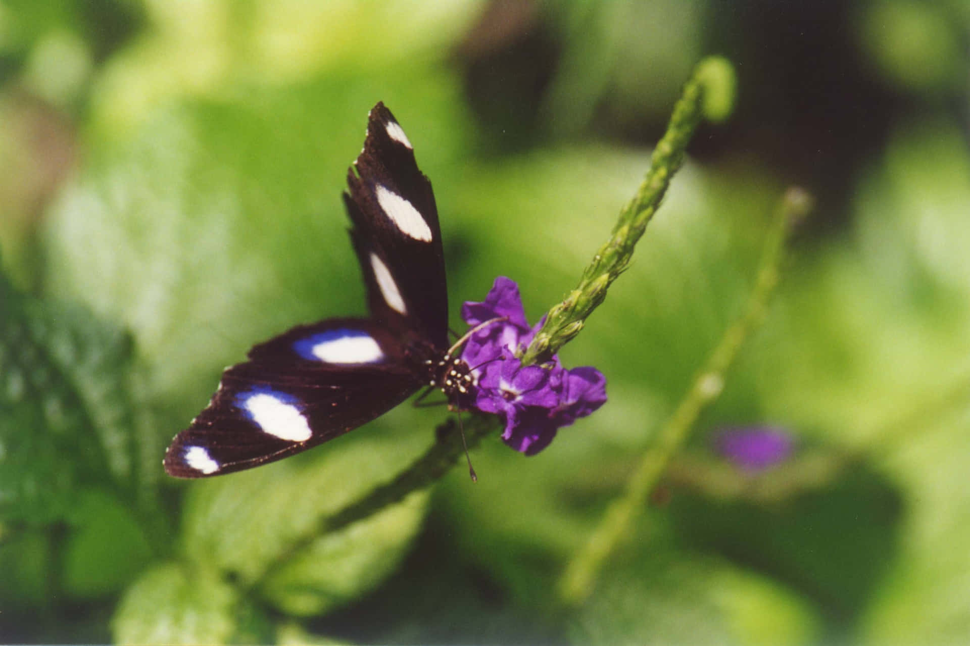 Sommerfugl Zoo Bakgrunnsbildet