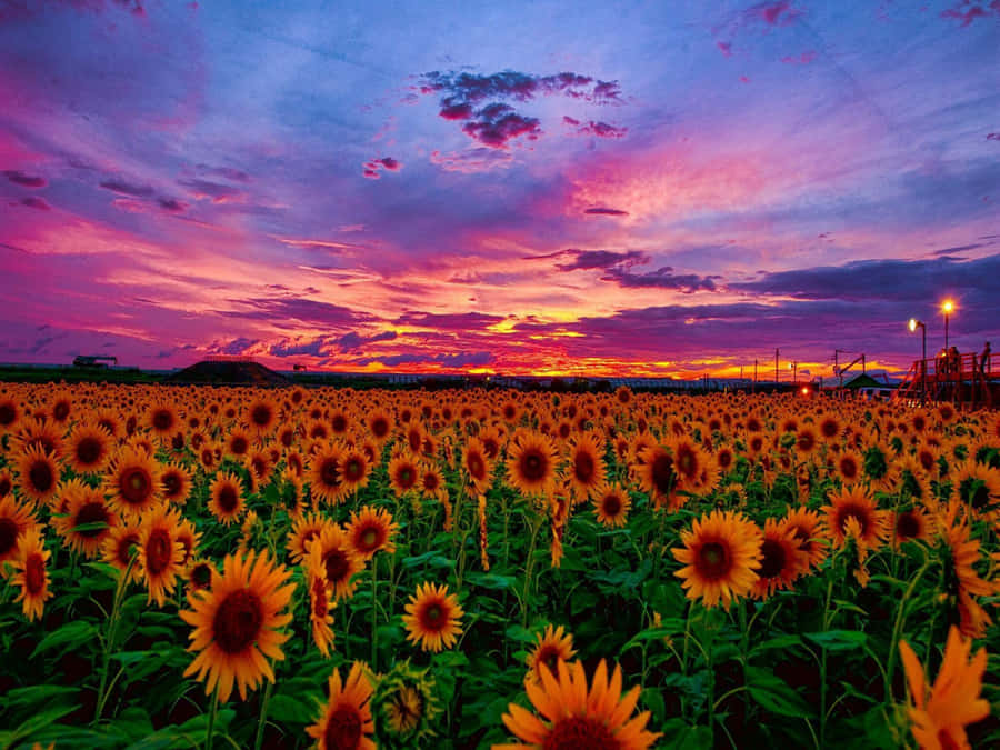 Sonnenblumenfeld bei Sonnenuntergang mit farbenfrohem Himmel und fernen Lichtern. — Sonnenblumenfeld Wallpaper