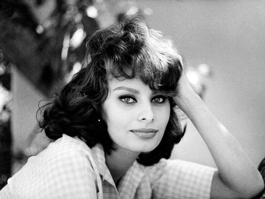 Sophia Loren Wallpaper