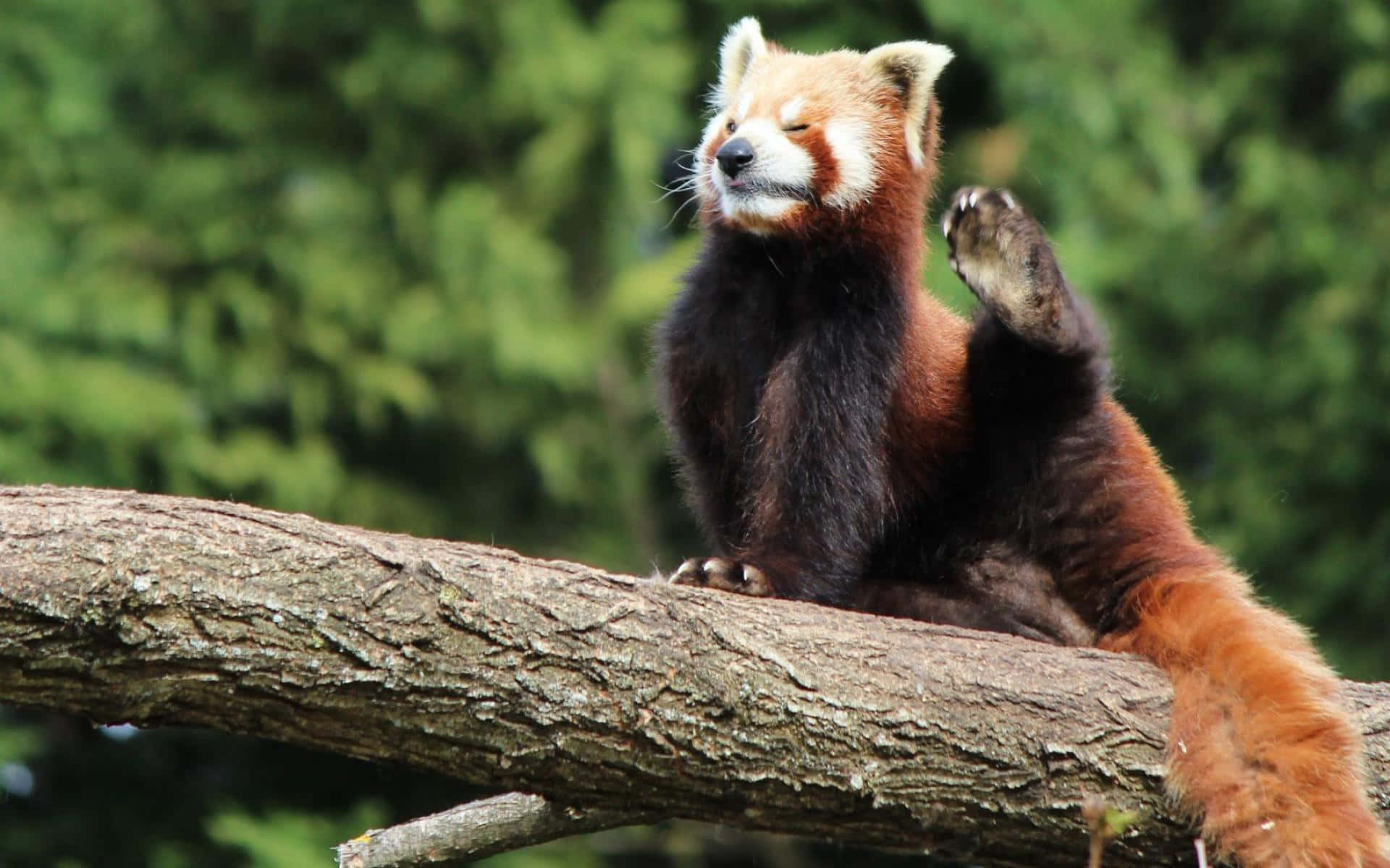 Söpö Panda Taustakuva