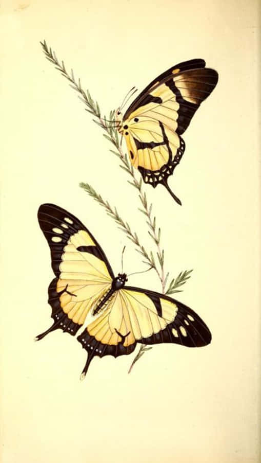 Söta Gula Fjärilar Wallpaper