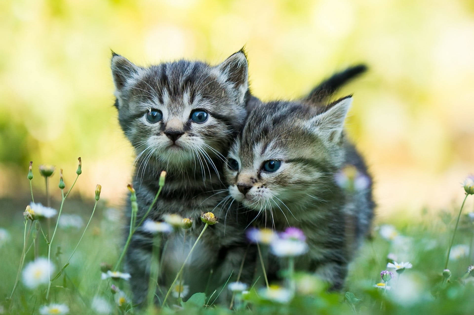 Søte Katter Og Kattunger Bakgrunnsbildet