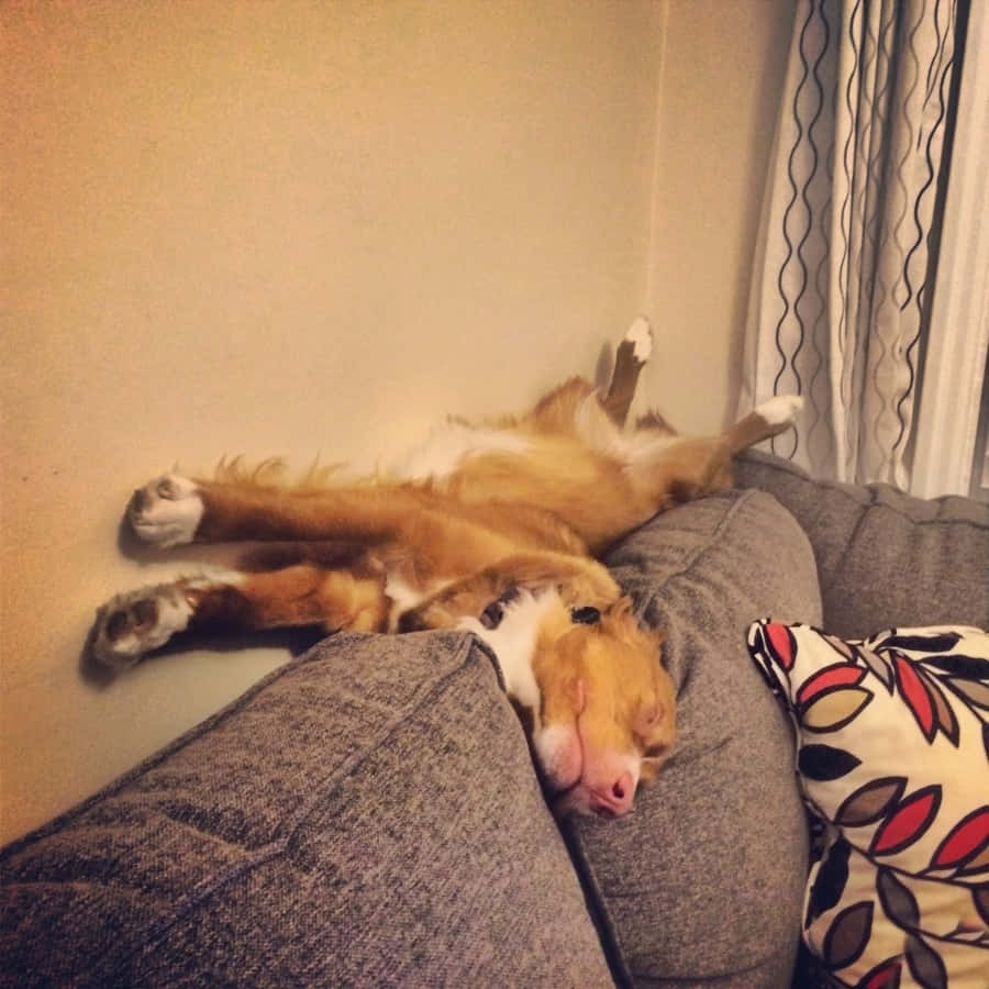 Sovende Hund Billeder