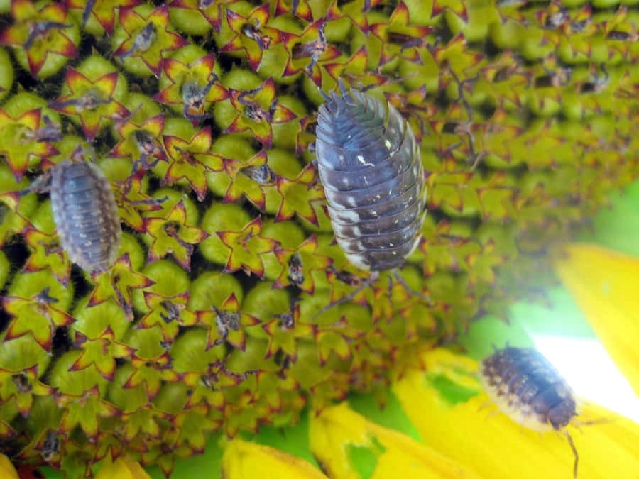 Sowbug Fond d'écran