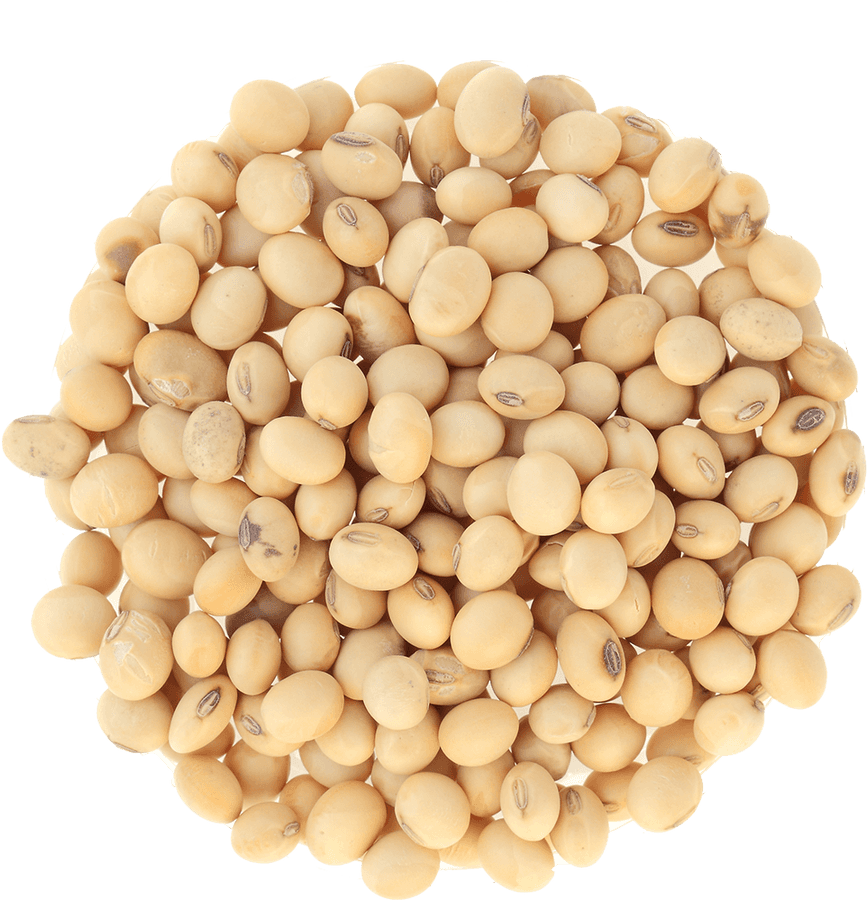 Soybean Png