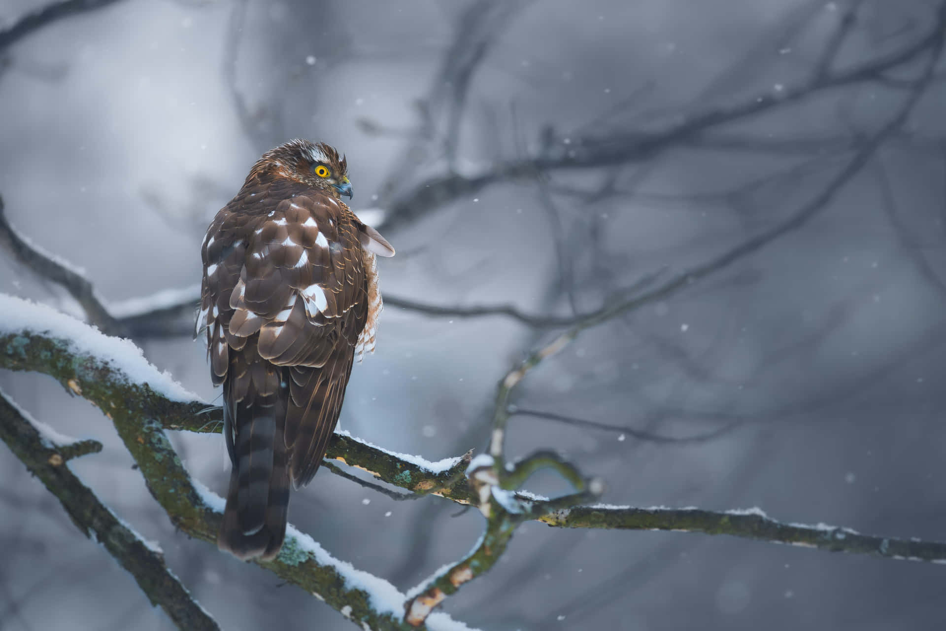 Sparrow Hawk Bilder