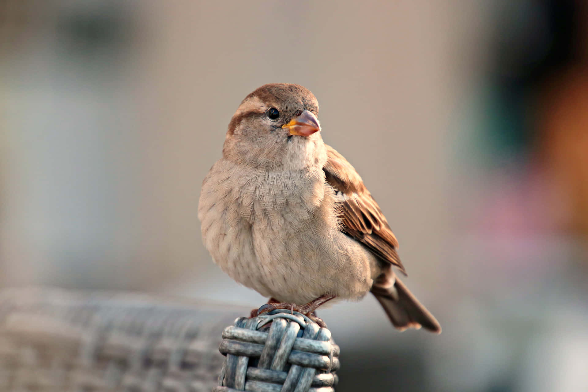 House sparrow 1080P 2K 4K 5K HD wallpapers free download  Wallpaper  Flare