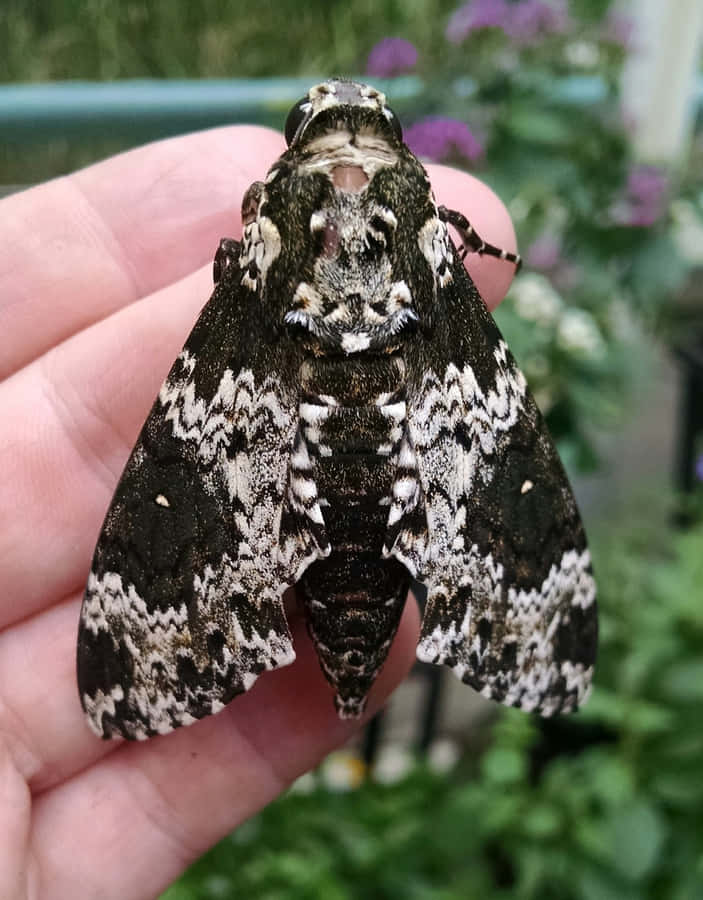 Sphinx Moth Achtergrond