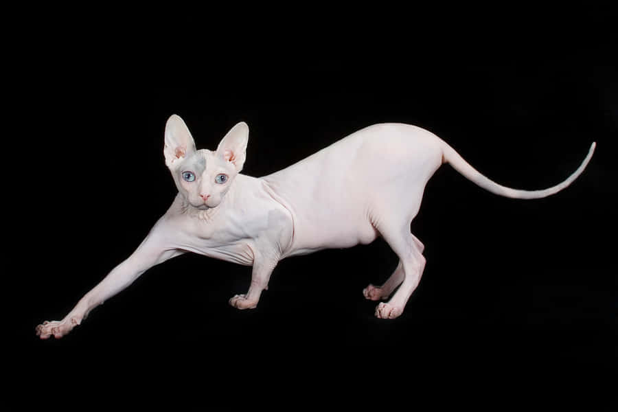 Sphynx Fond d'écran