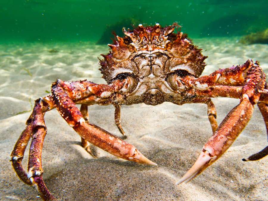 A large spiky crab on sandy ocean floor with green water above. — Spider Crab Wallpaper