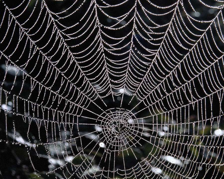 A close-up of a dew-covered spiderweb glowing in the dark. — Spider Web Background