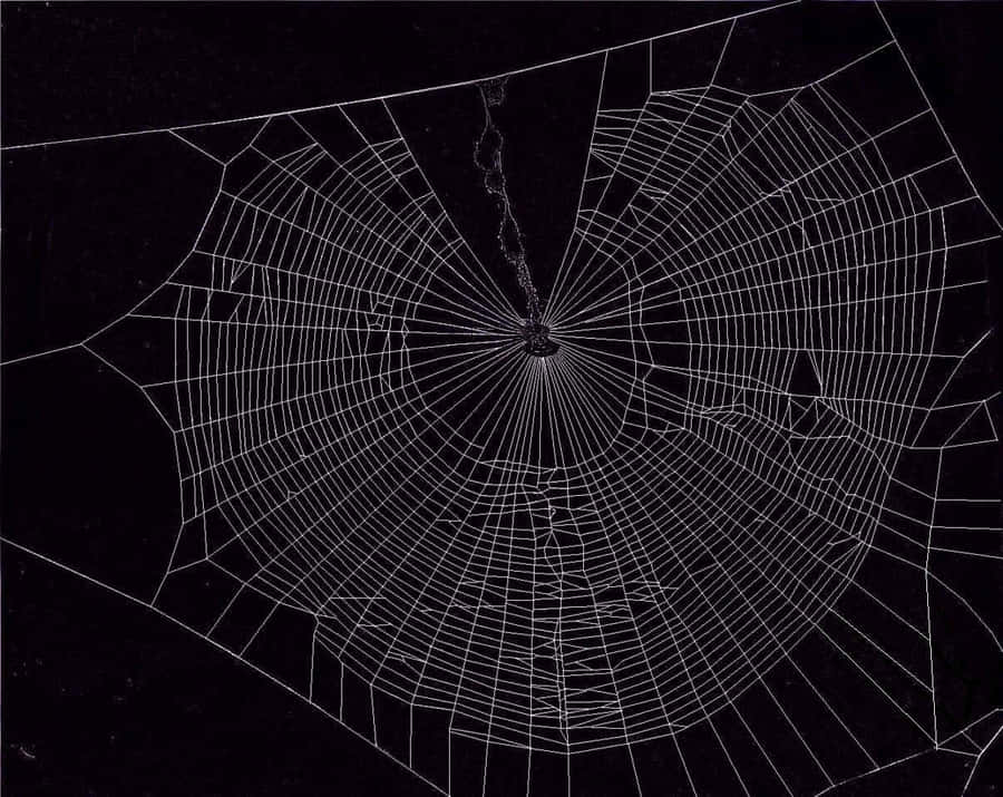 Spider Web Bakgrund