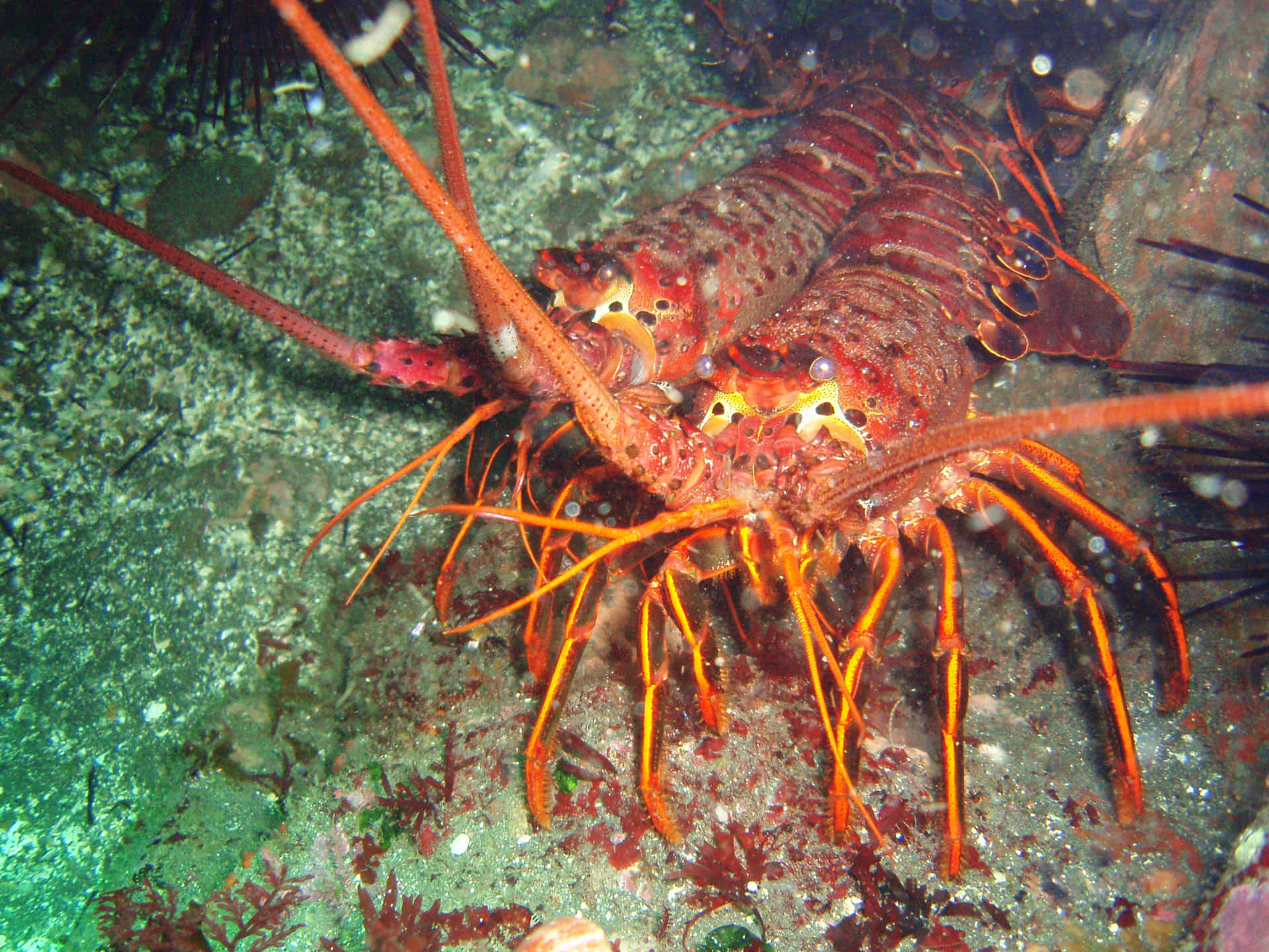 Spiny Lobster Wallpaper
