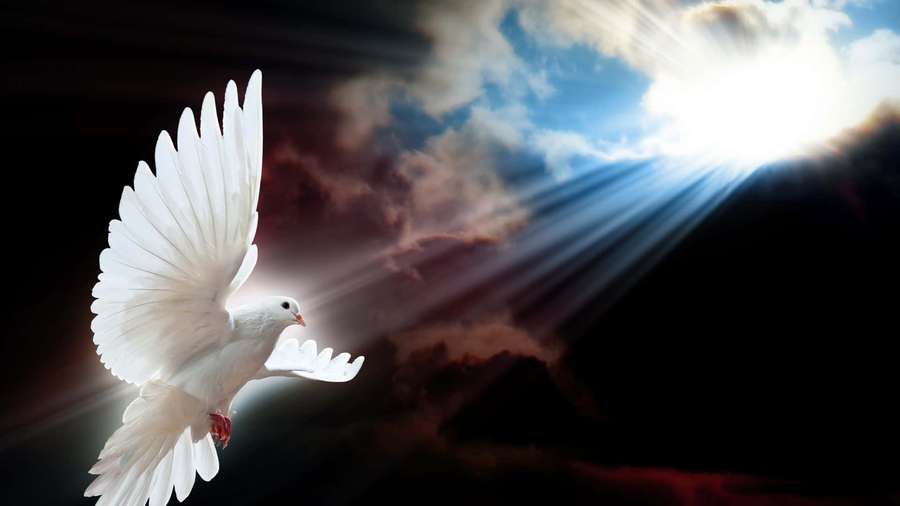 White dove flying toward sunlight breaking through storm clouds. — Spirit Background