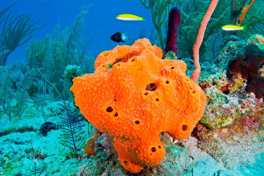 Lys orange svamp med huller på et koralrev med fisk og søvifter — Sponge Wallpapers