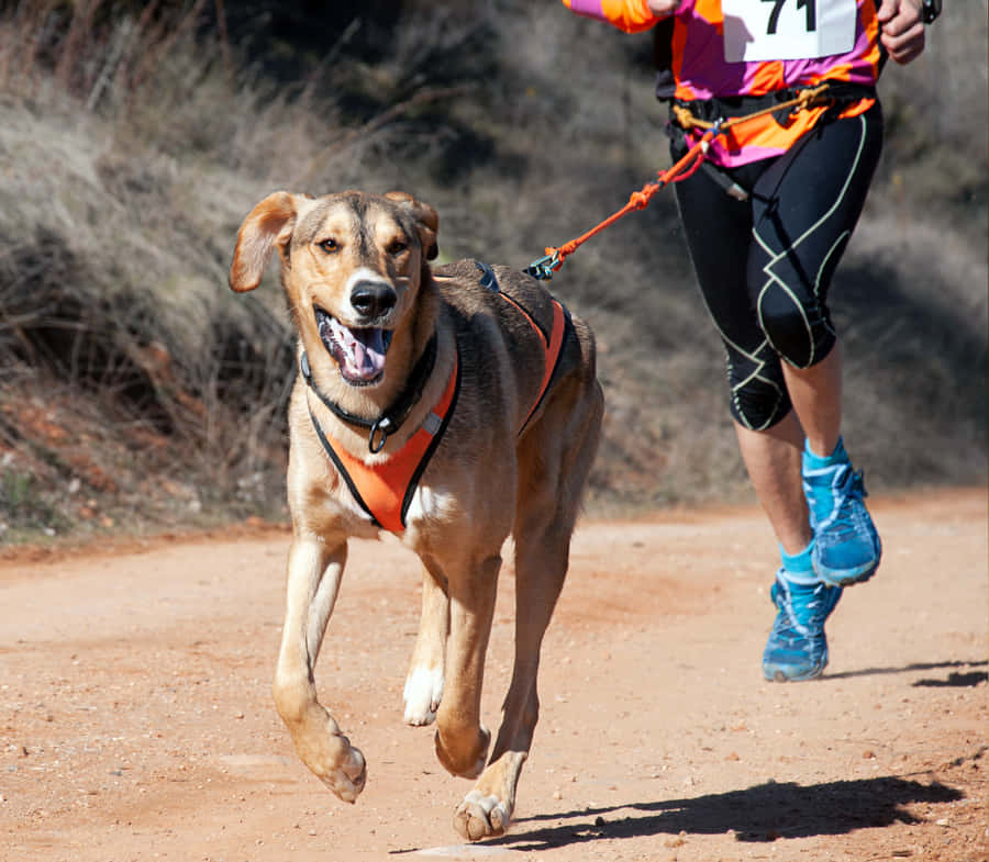 Sport Hond Achtergrond