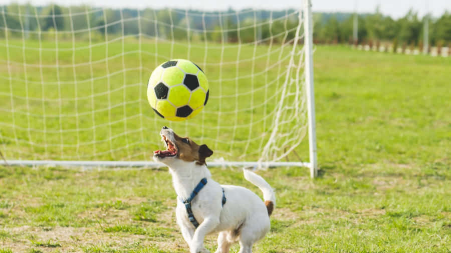 Sports Hund Bakgrunnsbildet