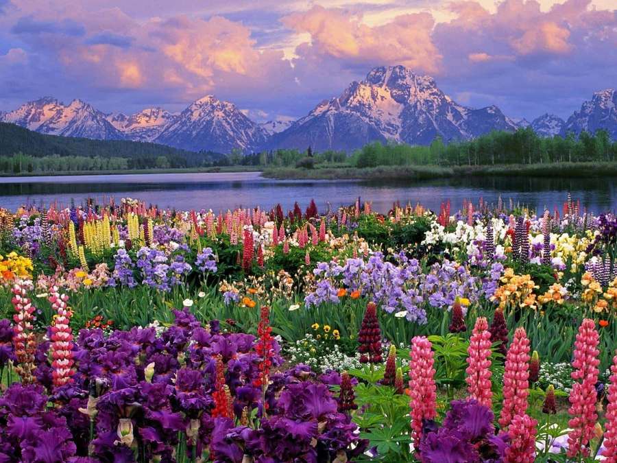 Colorful lupine flowers bloom near lake with snow-capped mountains at sunset. — Spring Desktop Background
