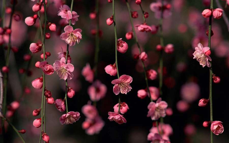 Rosa Blüten hängen von Zweigen mit weichem Hintergrundunschärfe — Spring Desktop Bilder