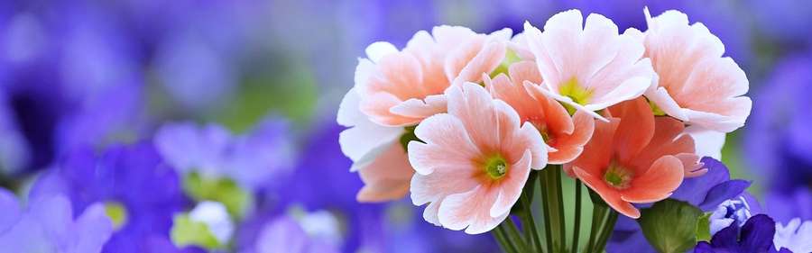 Klynge af fersken- og hvide primula med lilla blomster i blød fokus baggrund. — Spring Dual Screen Wallpapers