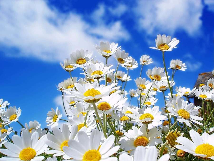 Field of white daisies with yellow centers against a blue sky with clouds. — Spring Flowers Desktop Background