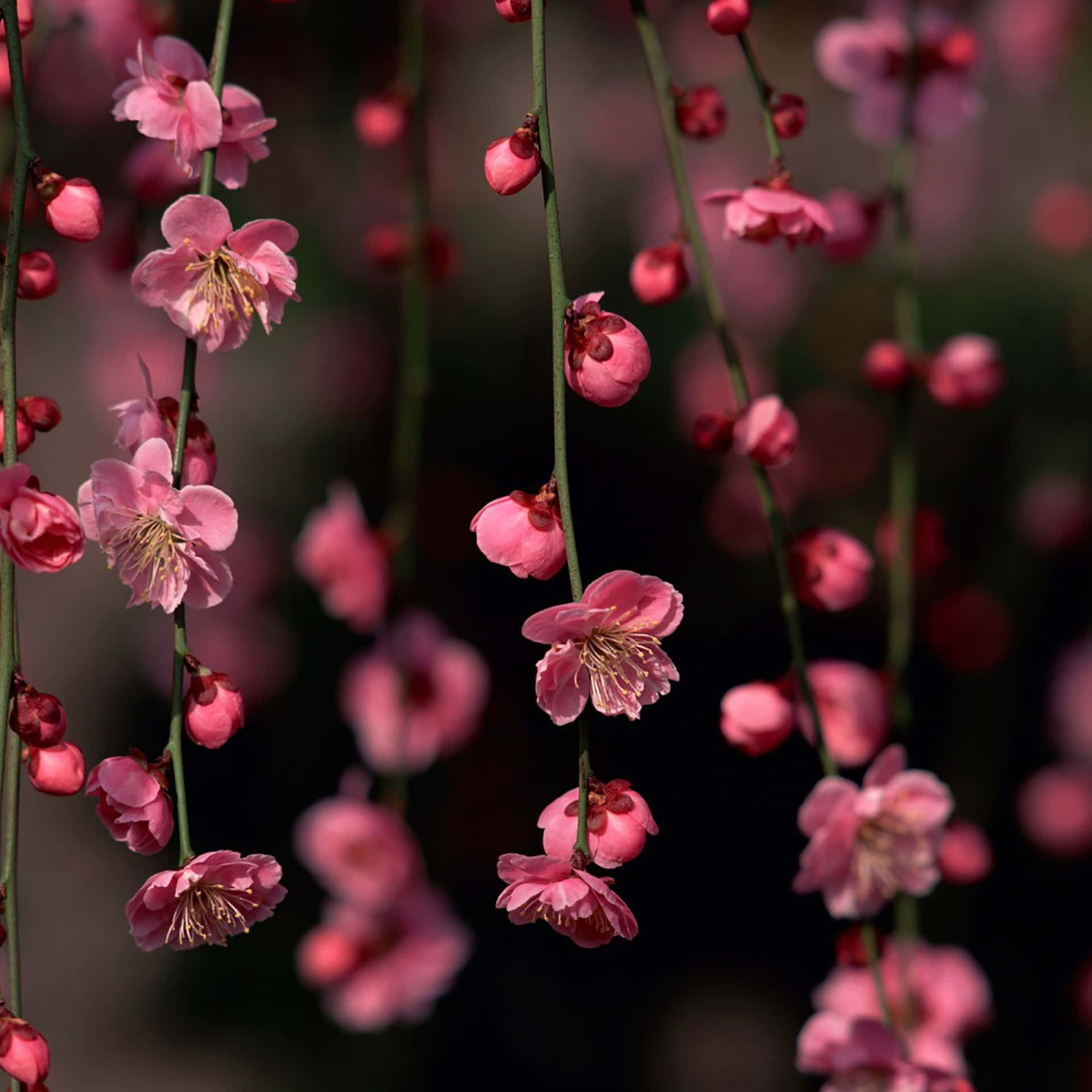 Rosa körsbärsblommor hängande från grenar med mjuk bakgrundsoskärpa. — Våren iPhone Bakgrundsbilder