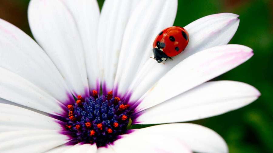 Red ladybug on white daisy with purple center — Spring Ladybugs Wallpaper